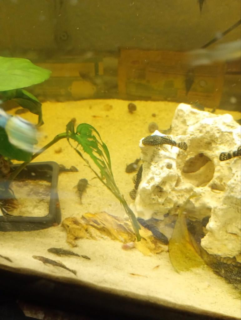 Jonge borstelneuzen pleco's, Vis, Zoetwatervis