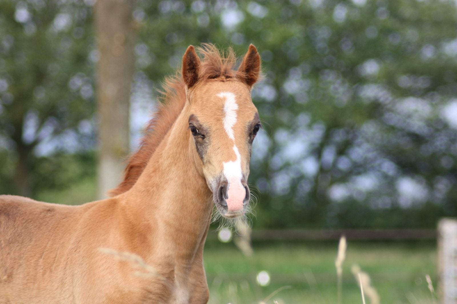 Prachtig Welsh B hengstveulen te koop! C pony, Dieren en Toebehoren, Minder dan 160 cm, Met stamboom, Niet van toepassing, 0 tot 2 jaar