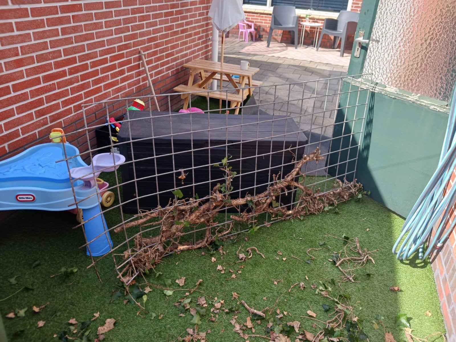 gratis rooster, Ophalen of Verzenden
