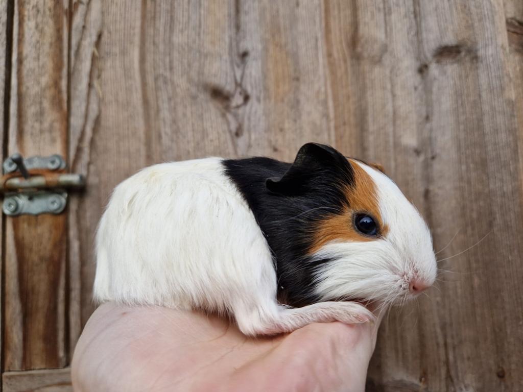 Lieve drie kleur cavia mannetje, Cavia, April, Mannelijk, Tam