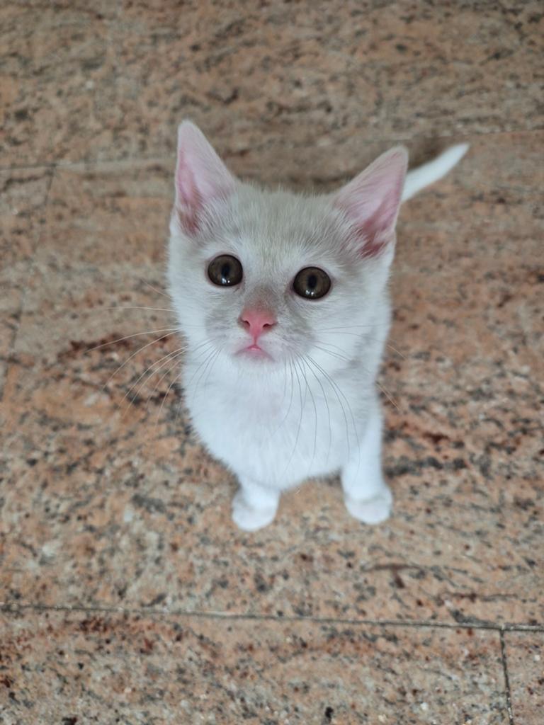 Speelse witte kitten, Dieren en Toebehoren, Kater, Kortharig, 0 tot 2 jaar