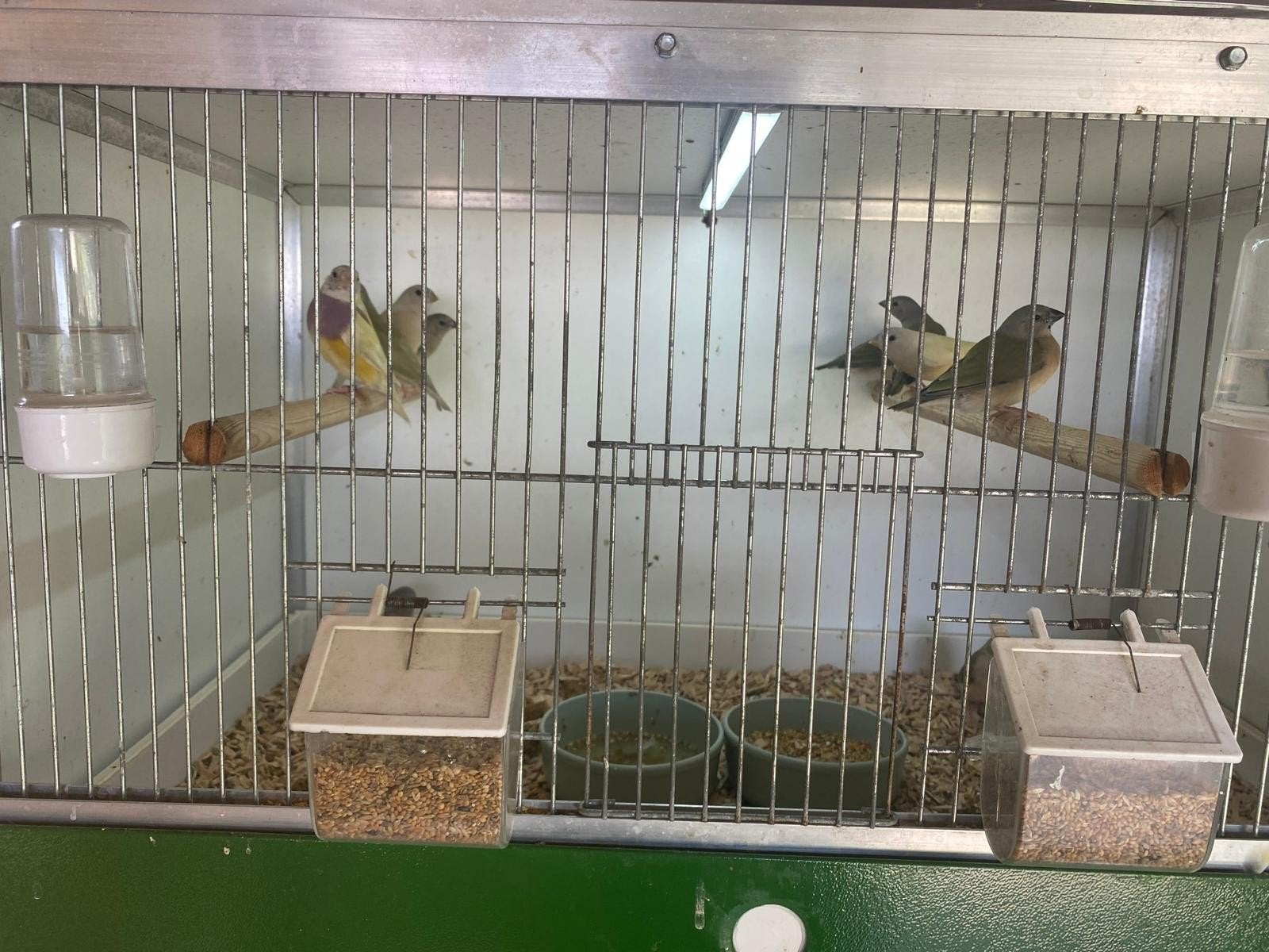 Gold amadine,s  8 stuks, Dieren en Toebehoren, Meerdere dieren