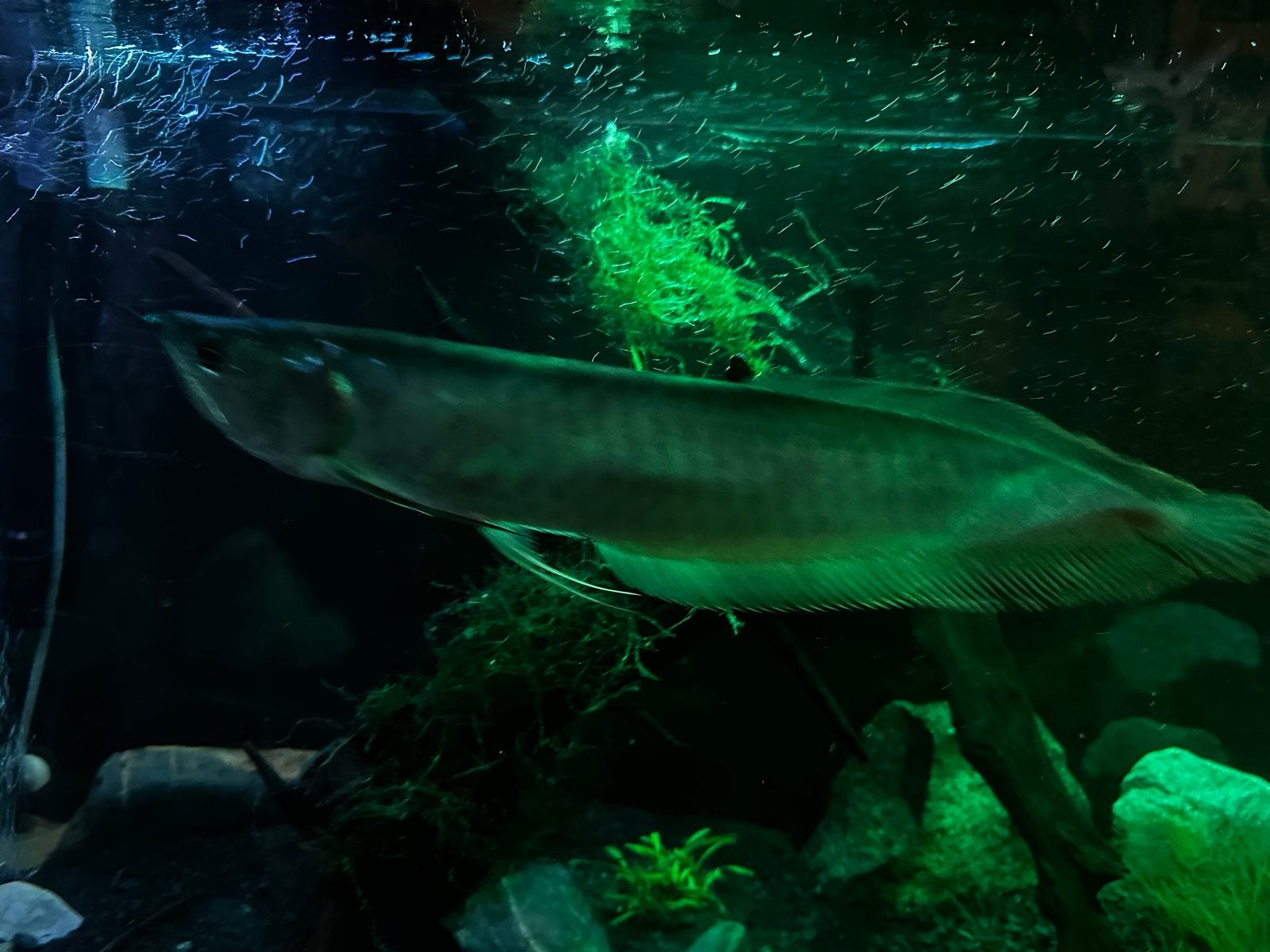 Silver arowana, Dieren en Toebehoren, Vis