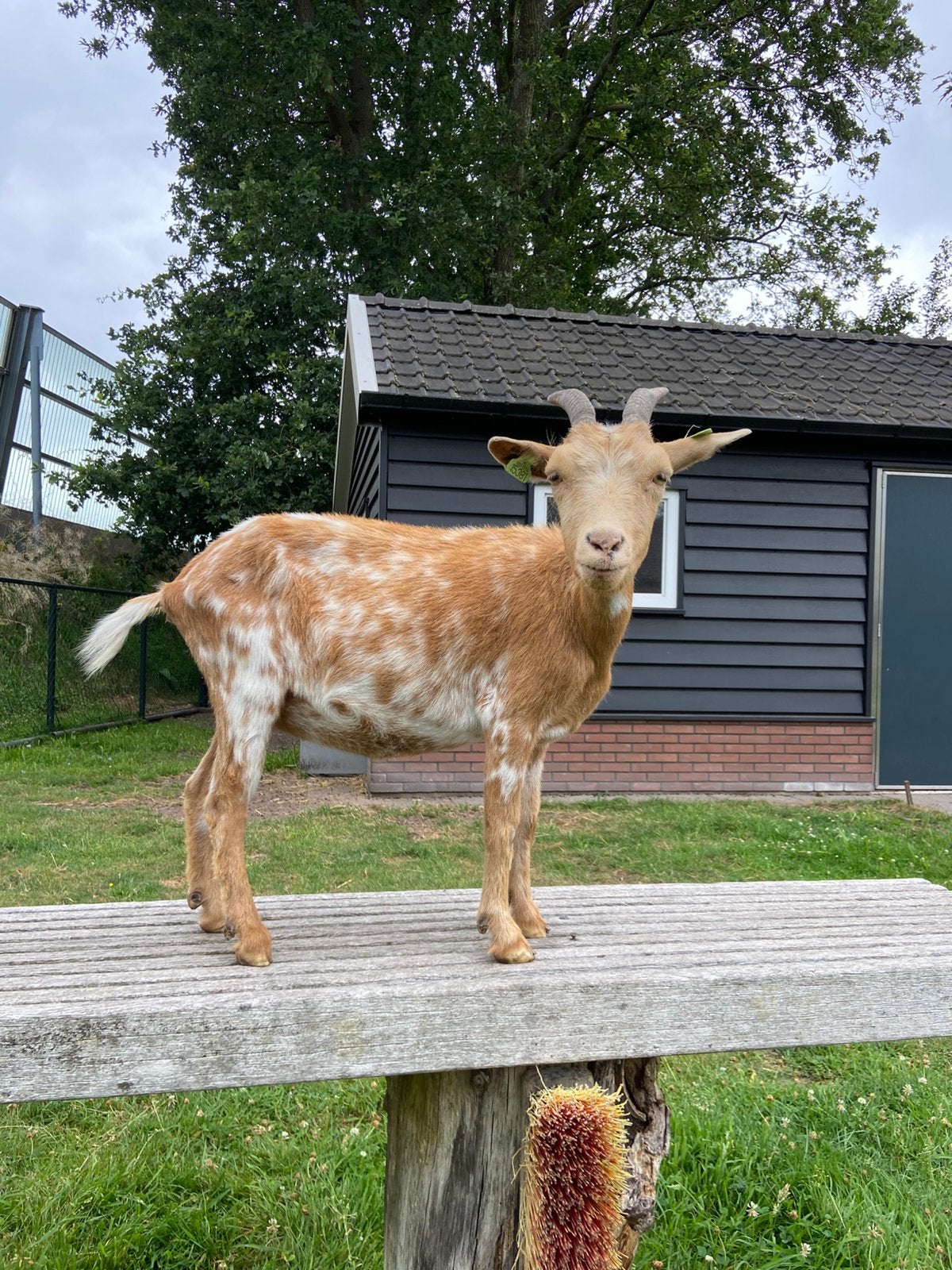 Lieve geit 3 jaar oud te koop, Dieren en Toebehoren, Schapen, Geiten en Varkens, Vrouwelijk, Geit