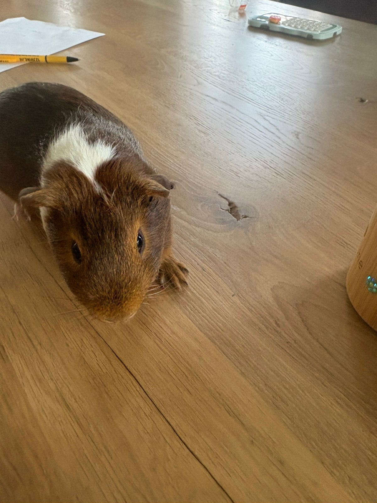 Cavia beertjes, Dieren en Toebehoren, Cavia, Mannelijk, Juli, Tam