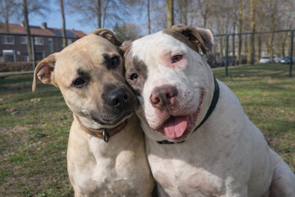 Stafford Bully pups elk moment verwacht!, Dieren en Toebehoren, Overige rassen, 8 tot 15 weken, Parvo, Meerdere