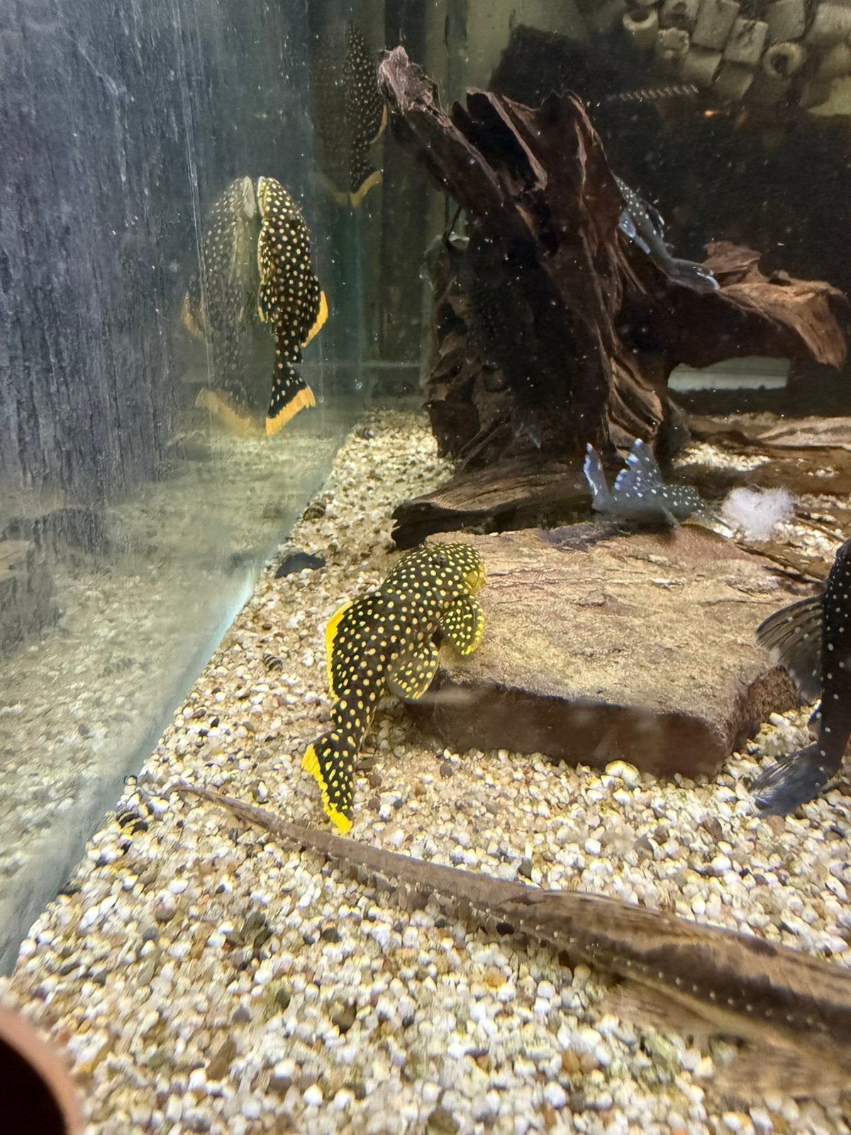 L018 Baryancistrus Xanthellus - Golden nugget