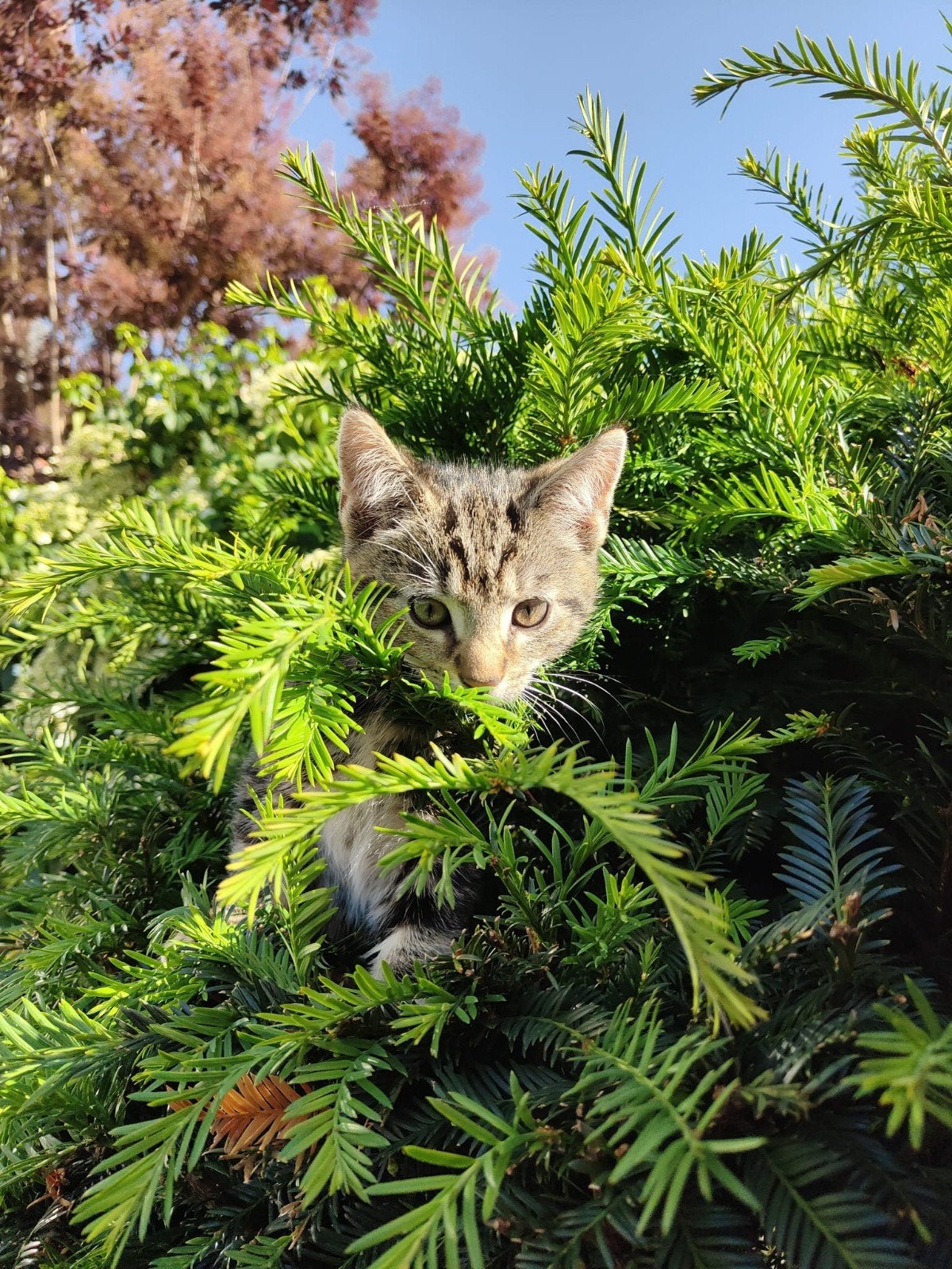 Nog 3 kittens over!, Meerdere dieren