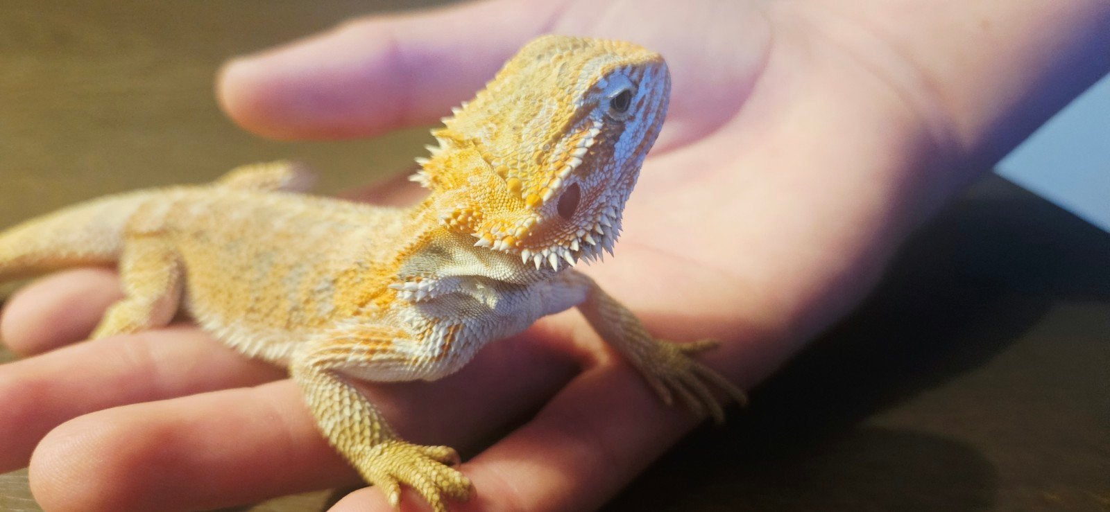 Baardagaam Bearded Dragon photo 6