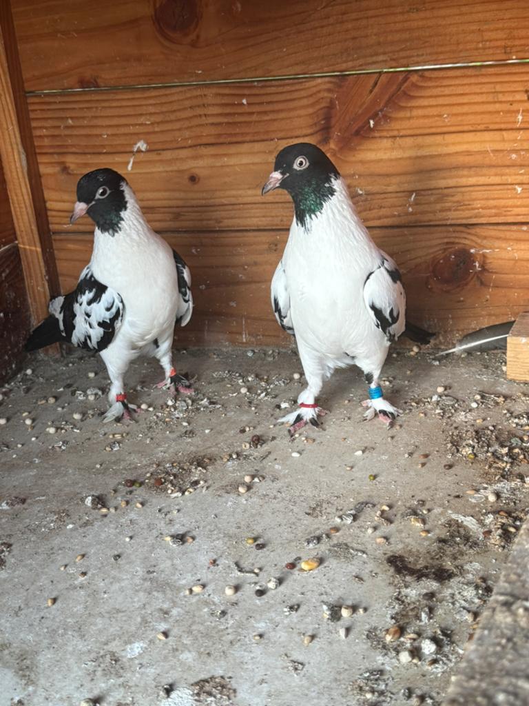 Kelebek duiven, Meerdere dieren, Postduif