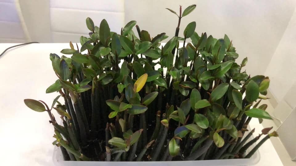 Rode mangrove planten (Rhizophora mangle), Dieren en Toebehoren, Overige typen, Zoetwatervis