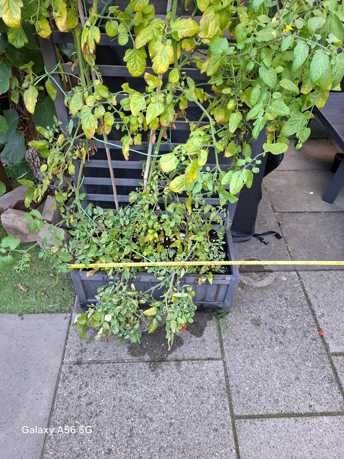 plantenbakken  met klimrek op  wieltjes, Ophalen, Hout