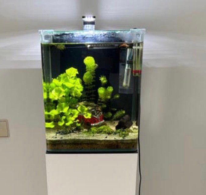 aquarium Dennerle 30x30 met garnalen en vissen, Ophalen, Zo goed als nieuw, Gevuld zoetwateraquarium