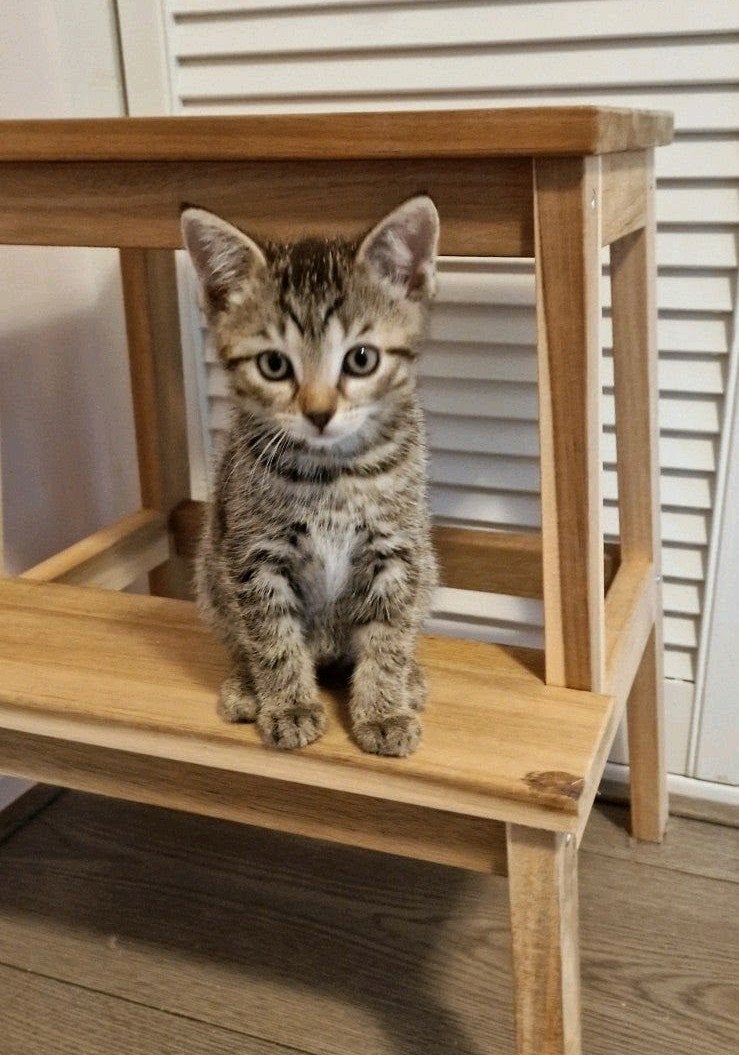 Britse korthaar kittens, Britse langhaar Ragdoll Europse mix, Dieren en Toebehoren, Katten en Kittens | Overige Katten, Meerdere dieren