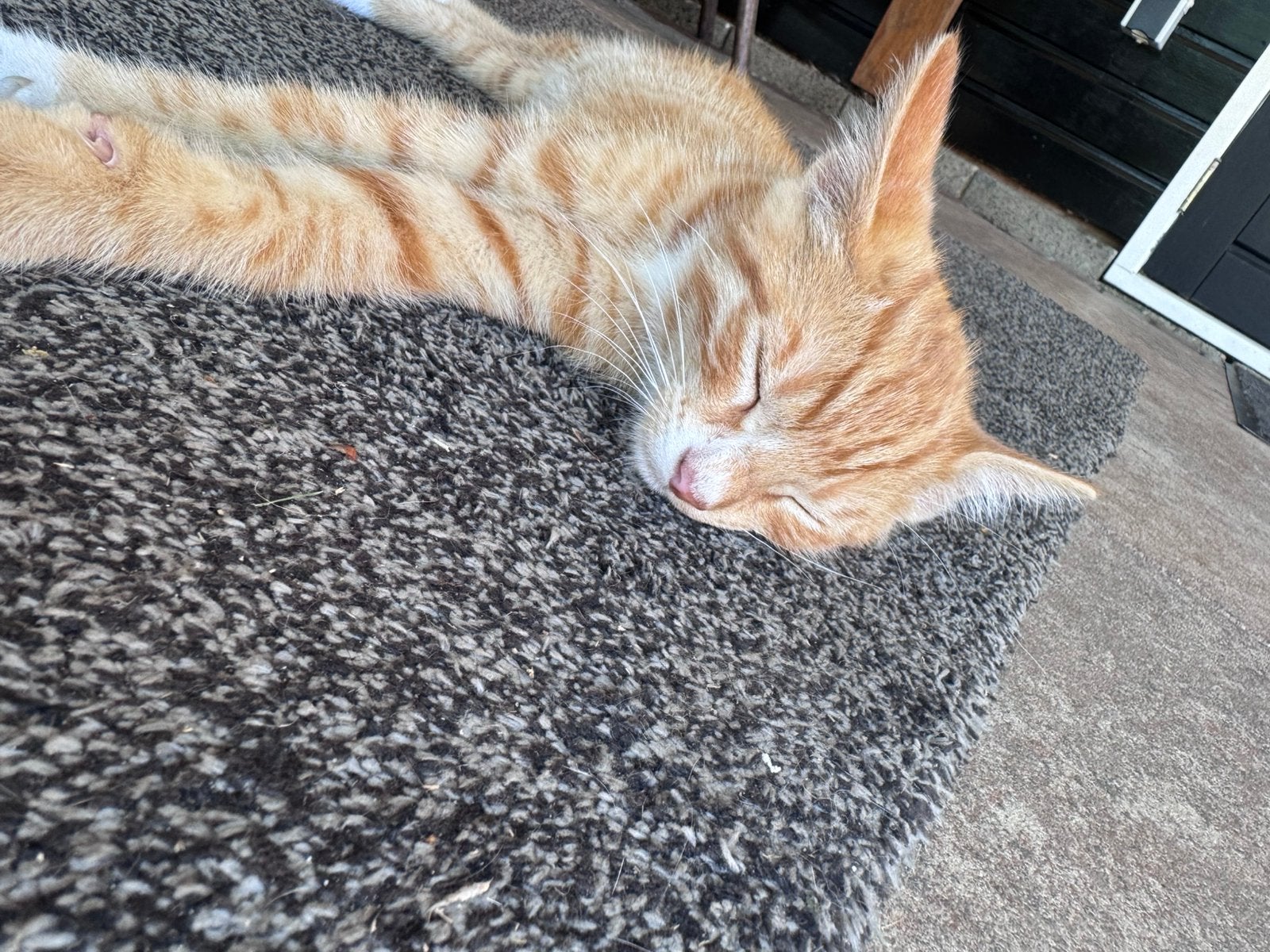 Lief rood katertje, Kater