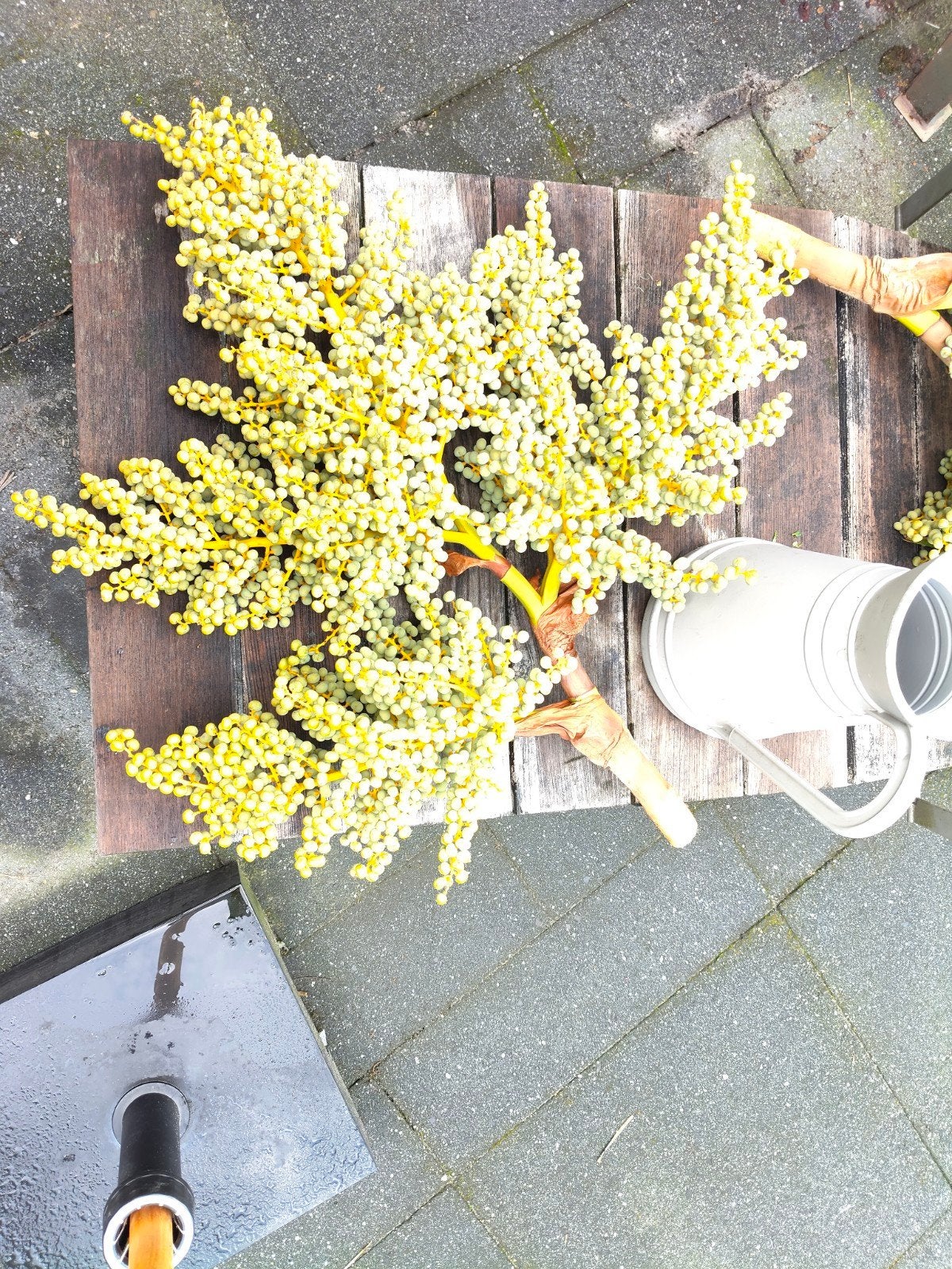 Decoratieve dadeltakken voor unieke decoratie, Tuin en Terras, Overige soorten, Volle zon, Vaste plant, Ophalen of Verzenden