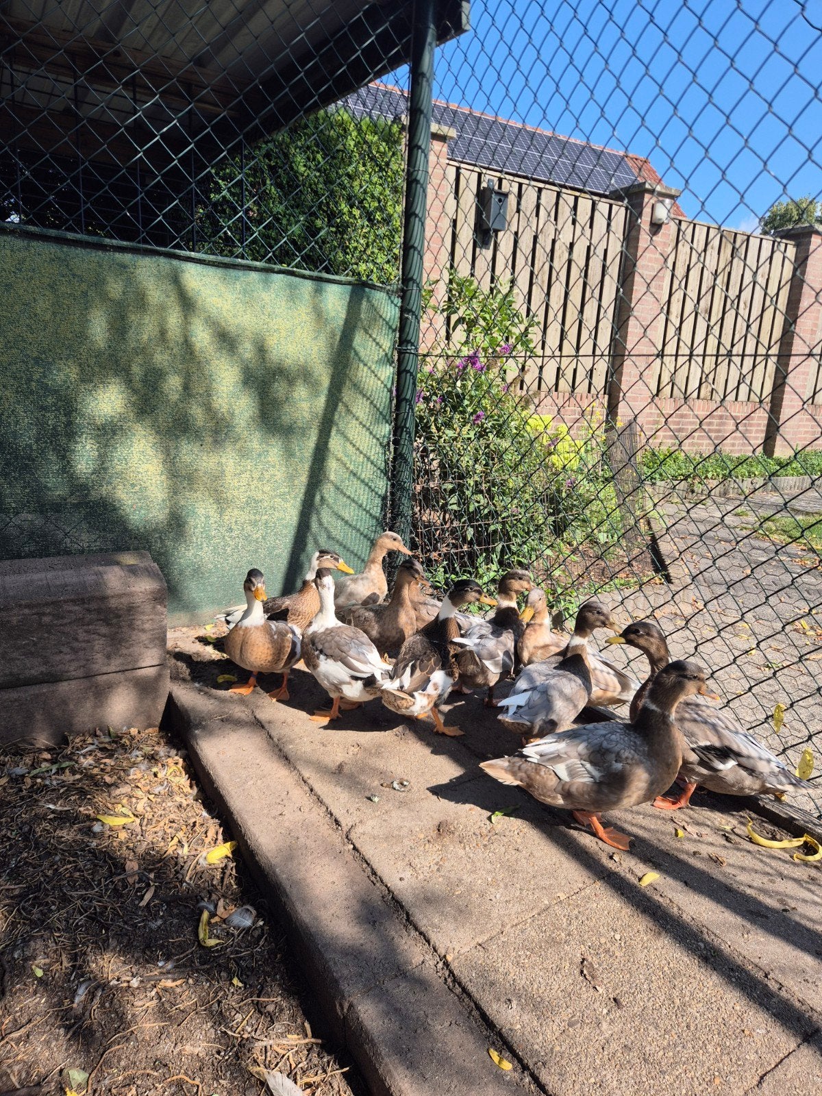 Hollandse kwakers, Meerdere dieren, Eend