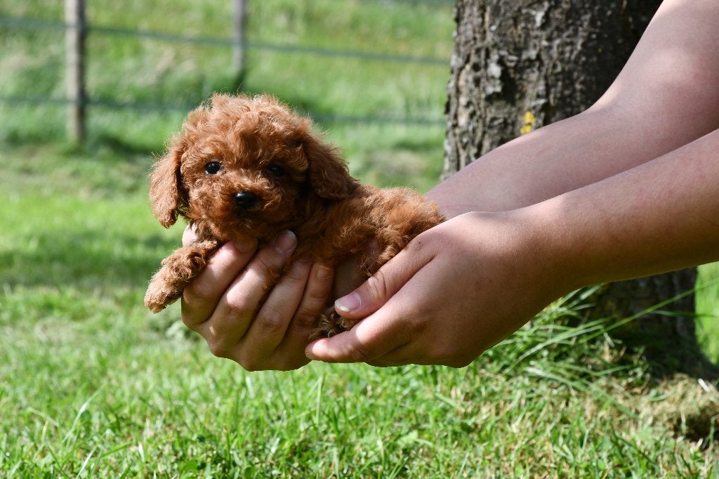 Super mooie rode Toy poedel pups uit geteste ouders, Dieren en Toebehoren, Honden | Chihuahua's en Gezelschapshonden, Poedel, Parvo