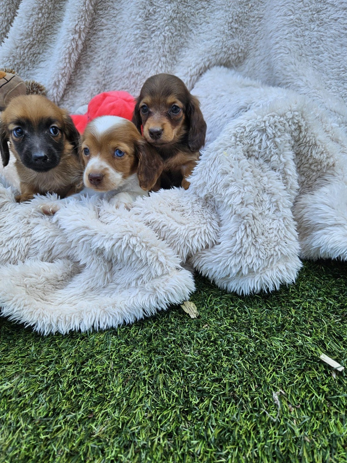 langharige dwerg teckel pups langhaar dwergteckel pups, Dieren en Toebehoren, Honden | Teckels en Dashonden, 8 tot 15 weken, Dwerg