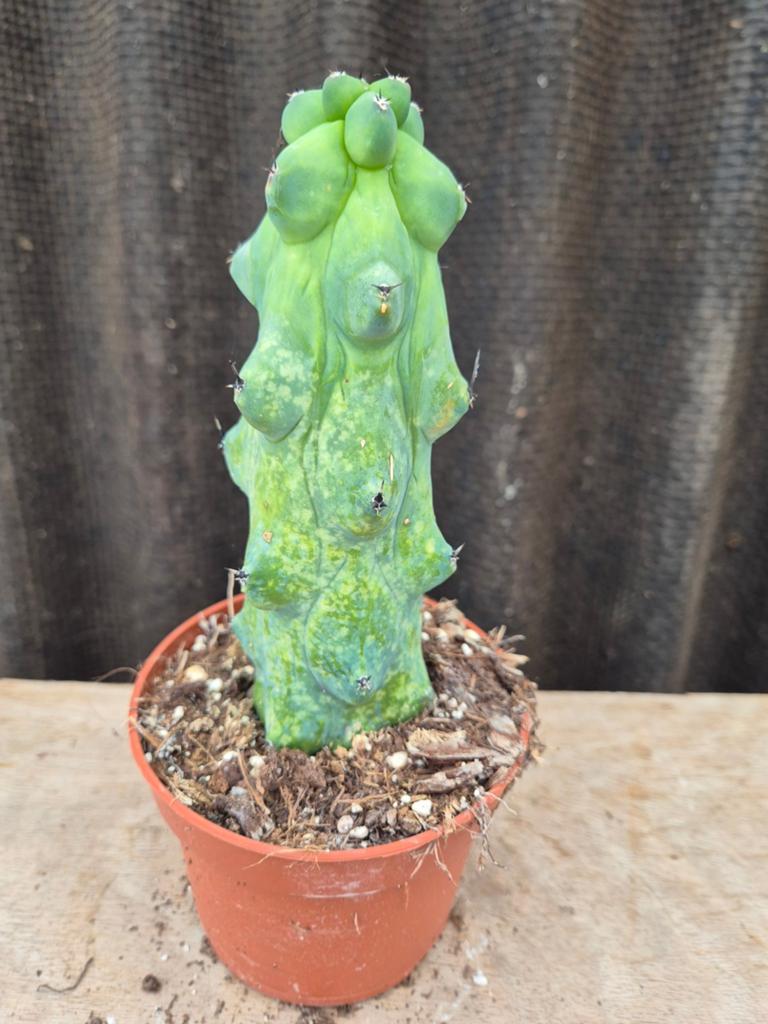 Cactus Myrtillocactus geometrizans Fukurokuryuzinboku p10 (4