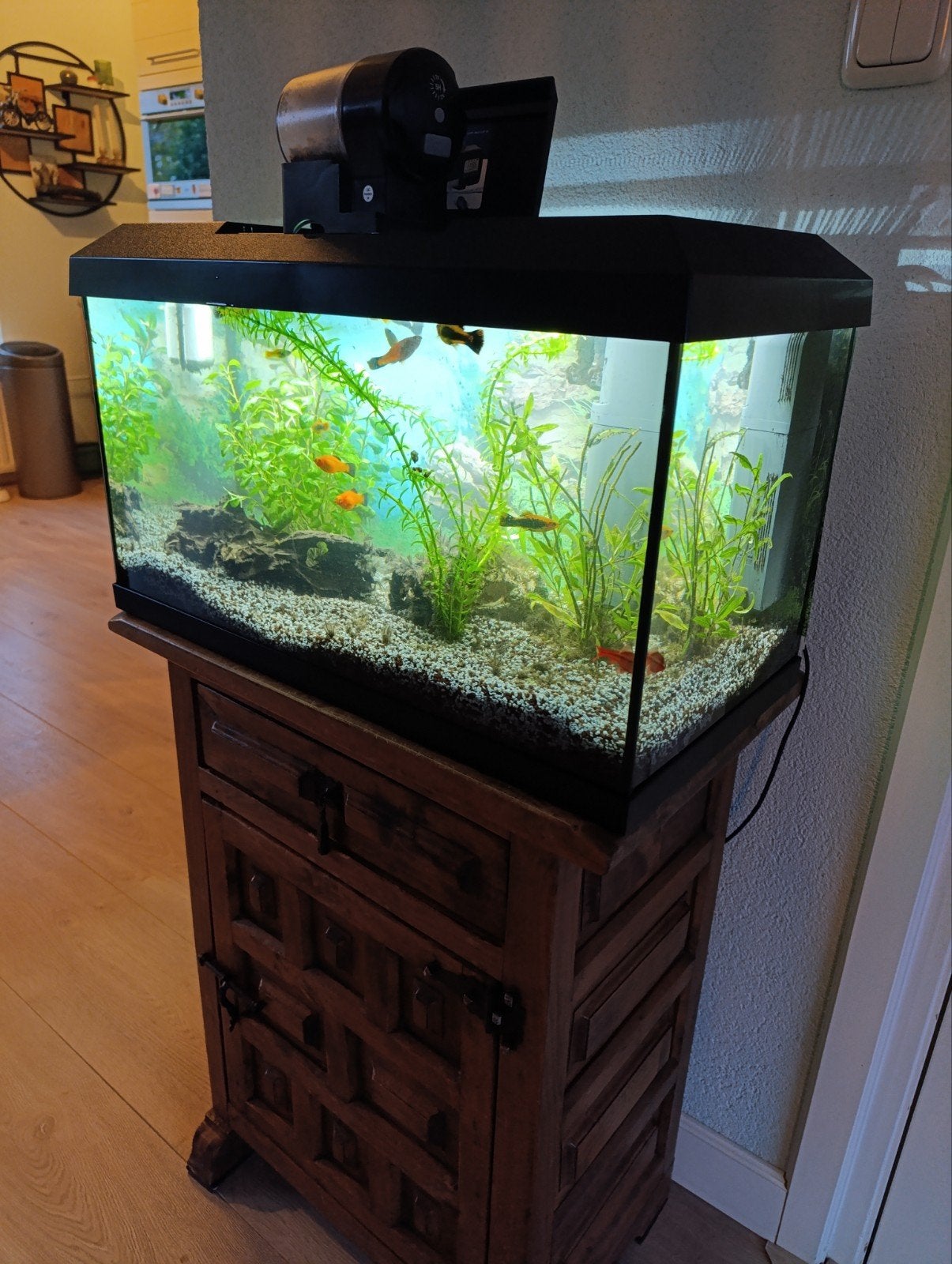 aquarium 60 liter, Ophalen of Verzenden, Gebruikt, Gevuld zoetwateraquarium