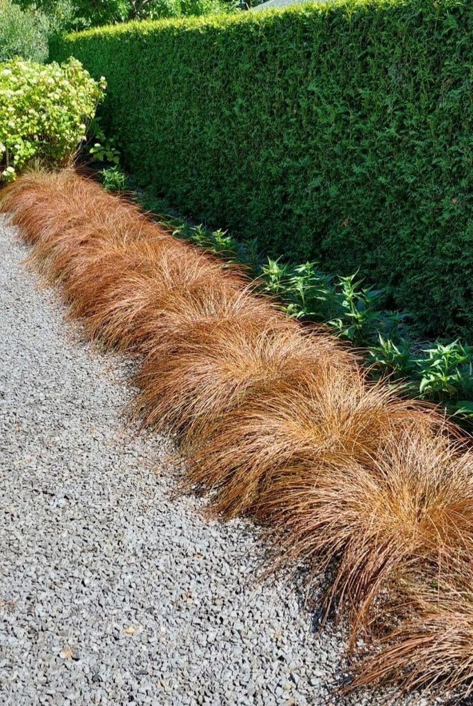Siergrassen vaste plant, Ophalen, Vaste plant, Siergrassen, Halfschaduw