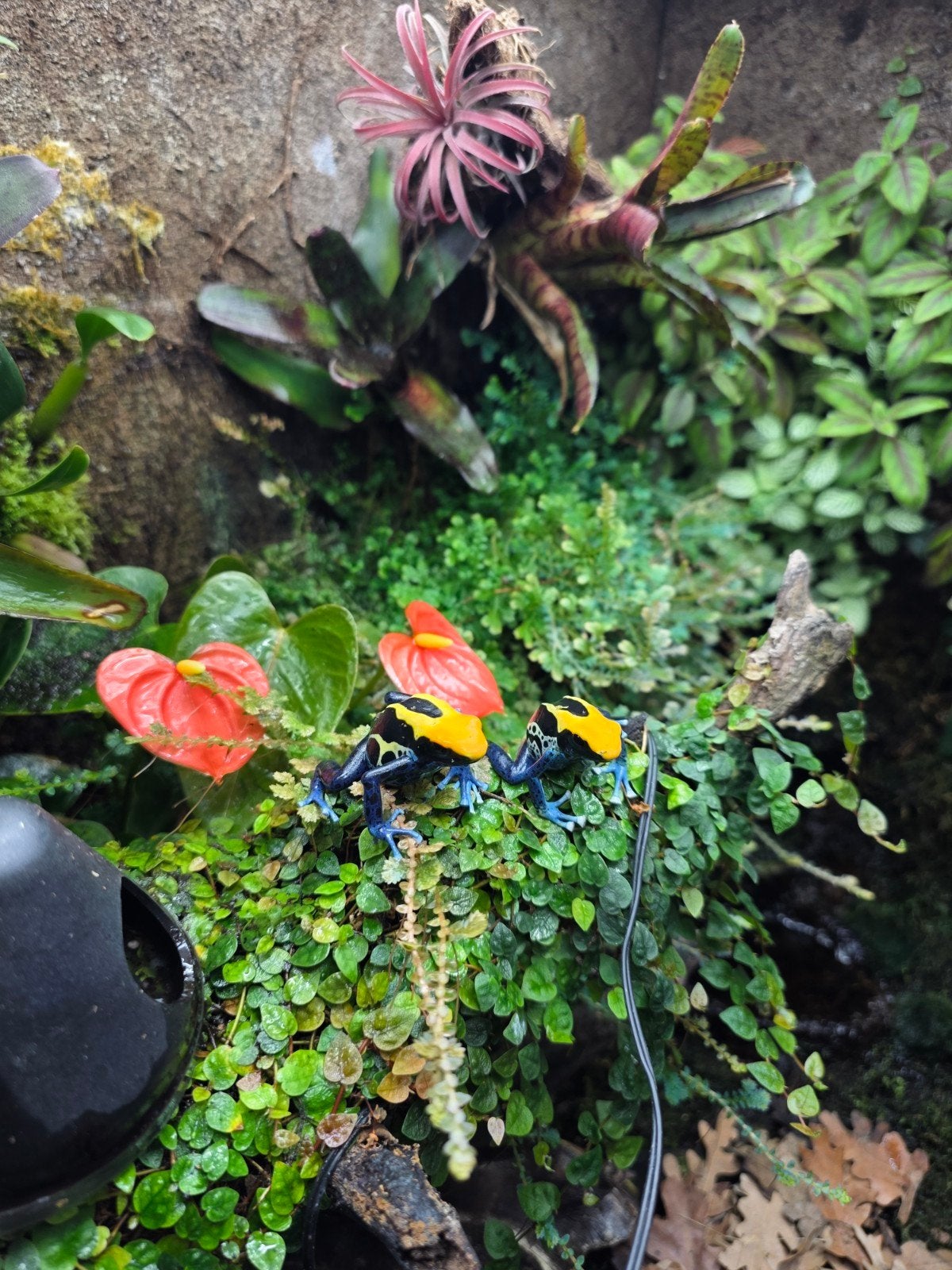 Dendrobates tinctorius Cobalt koppel te koop Frog - female for sale from Johnny