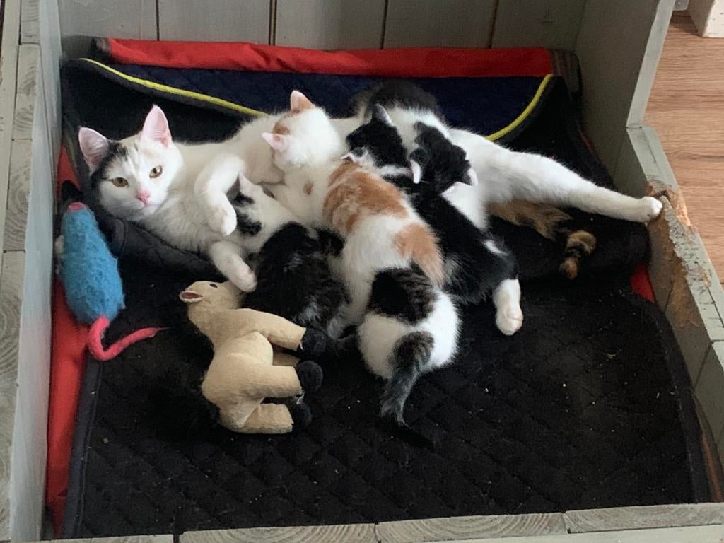 Kittens, Poes, Ontwormd, 0 tot 2 jaar