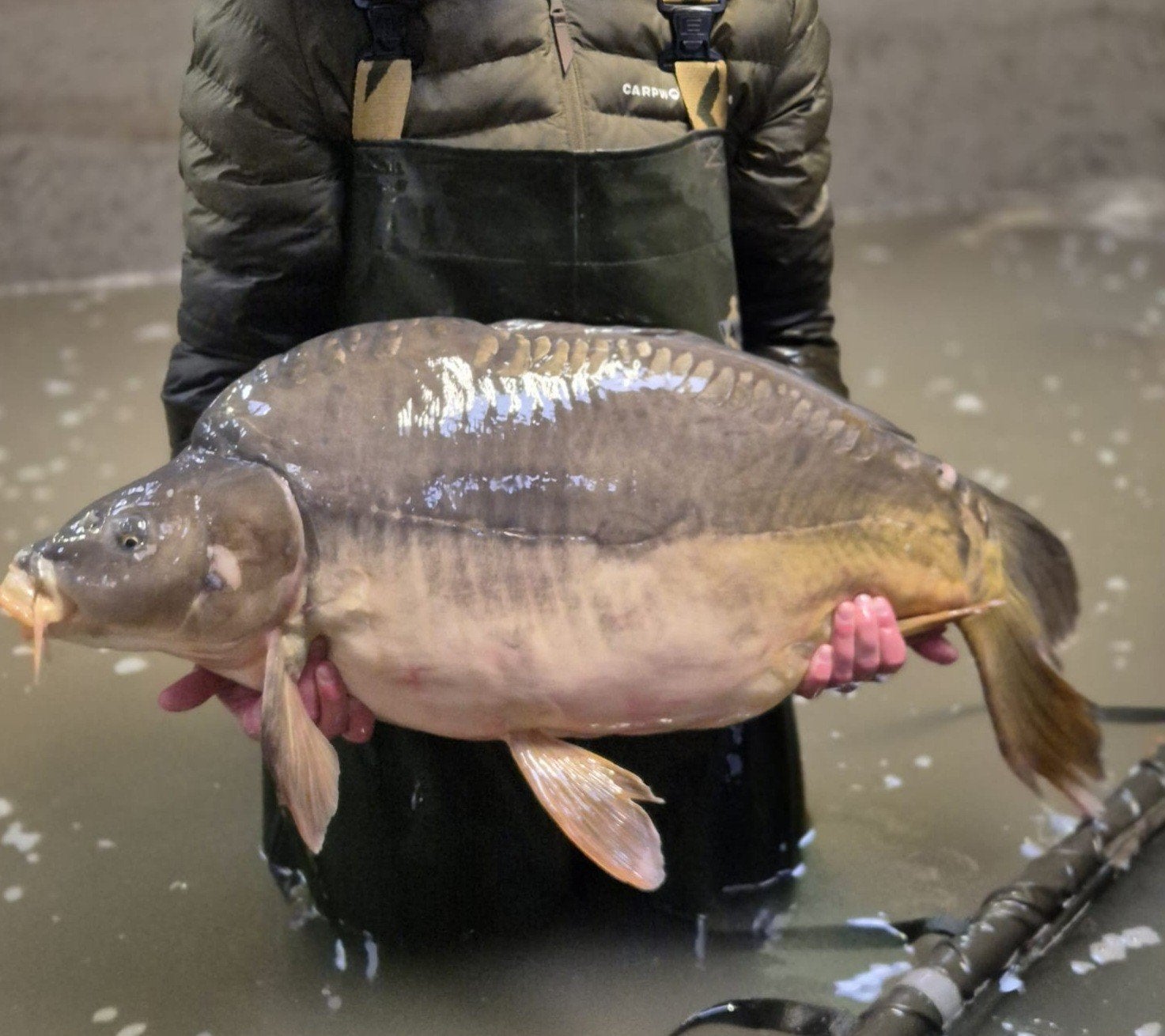 Hongaarse karpers, Dieren en Toebehoren, Karper of Koi