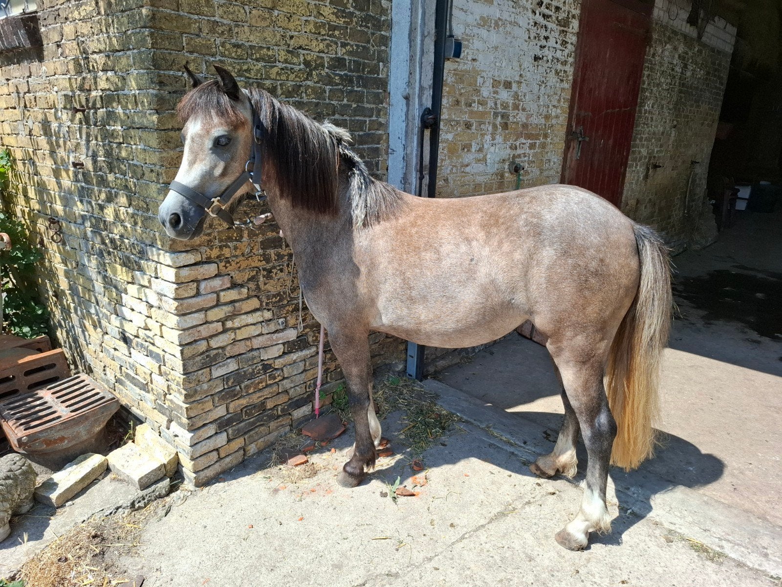 Mooie Welsh b pony bijna 2, Dieren en Toebehoren, Pony's, 0 tot 2 jaar, B pony (1.17m tot 1.27m), Onbeleerd, Recreatiepony