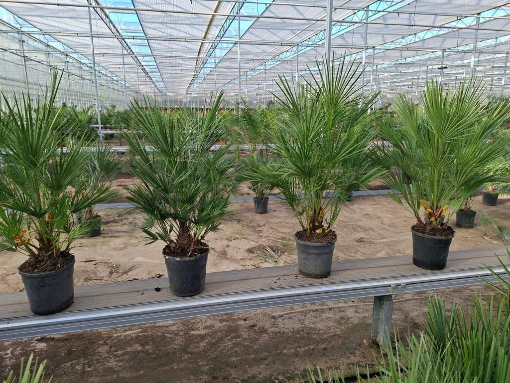 Chamaerops Humulis pot 24 - Winterharde palm, Ophalen, Overige soorten, Volle zon