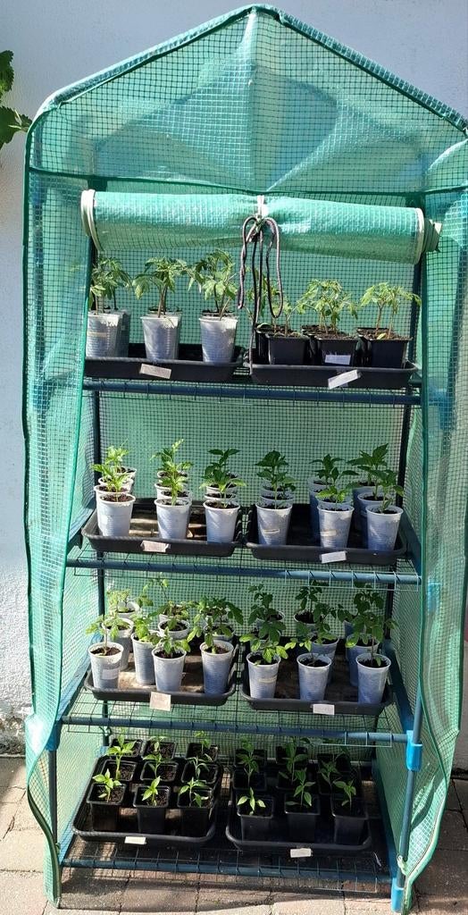 Planten, Tuin en Terras, Planten | Tuinplanten, Ophalen, Eenjarig, Groenteplanten, Volle zon