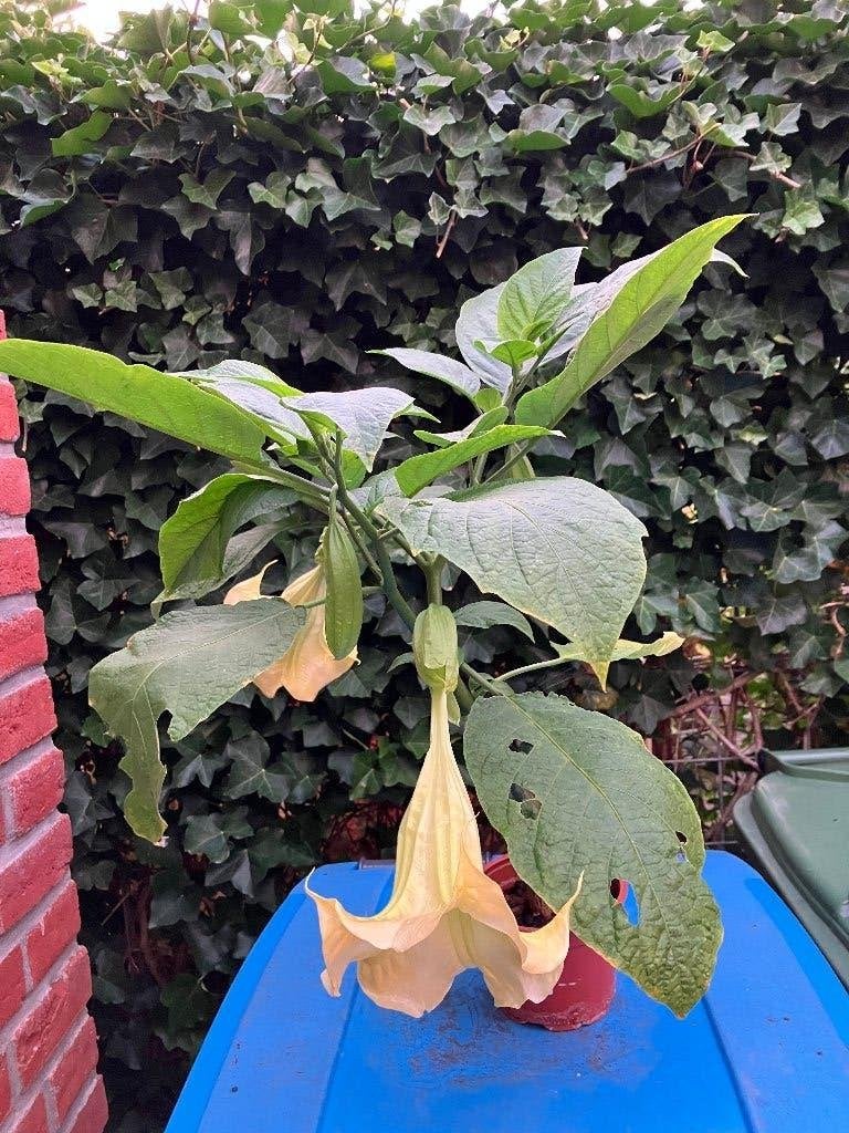 Geurende Brugmansia - Engelentrompet, ca. 60 cm hoog, Volle zon, Vaste plant, Zomer, Ophalen