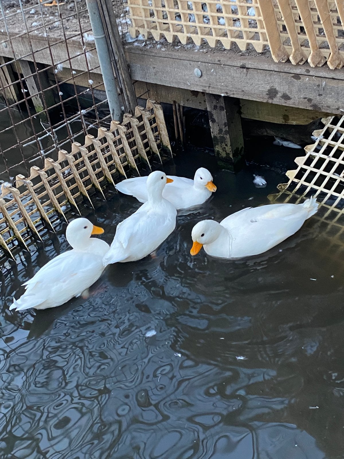 Moie witte kwakers TT kwaliteit, Meerdere dieren, Eend