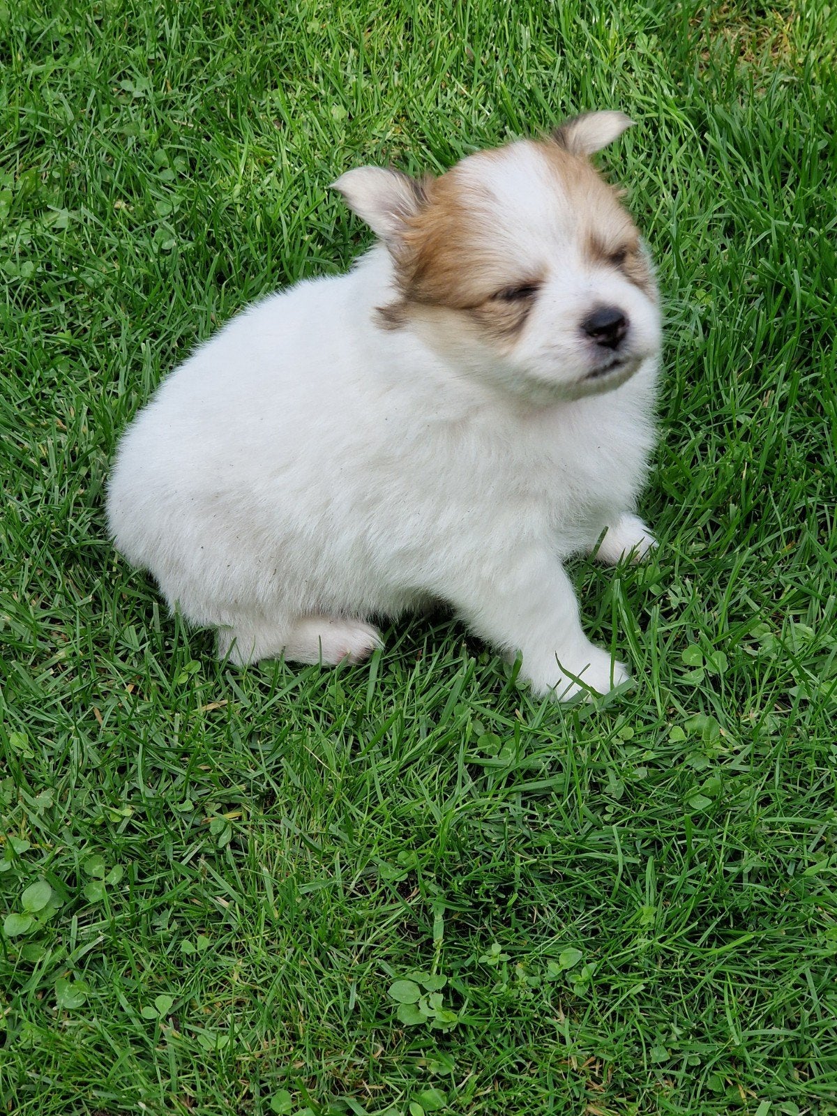 nog 2 reutjes., Meerdere dieren, Eén hond, Klein, Nederland