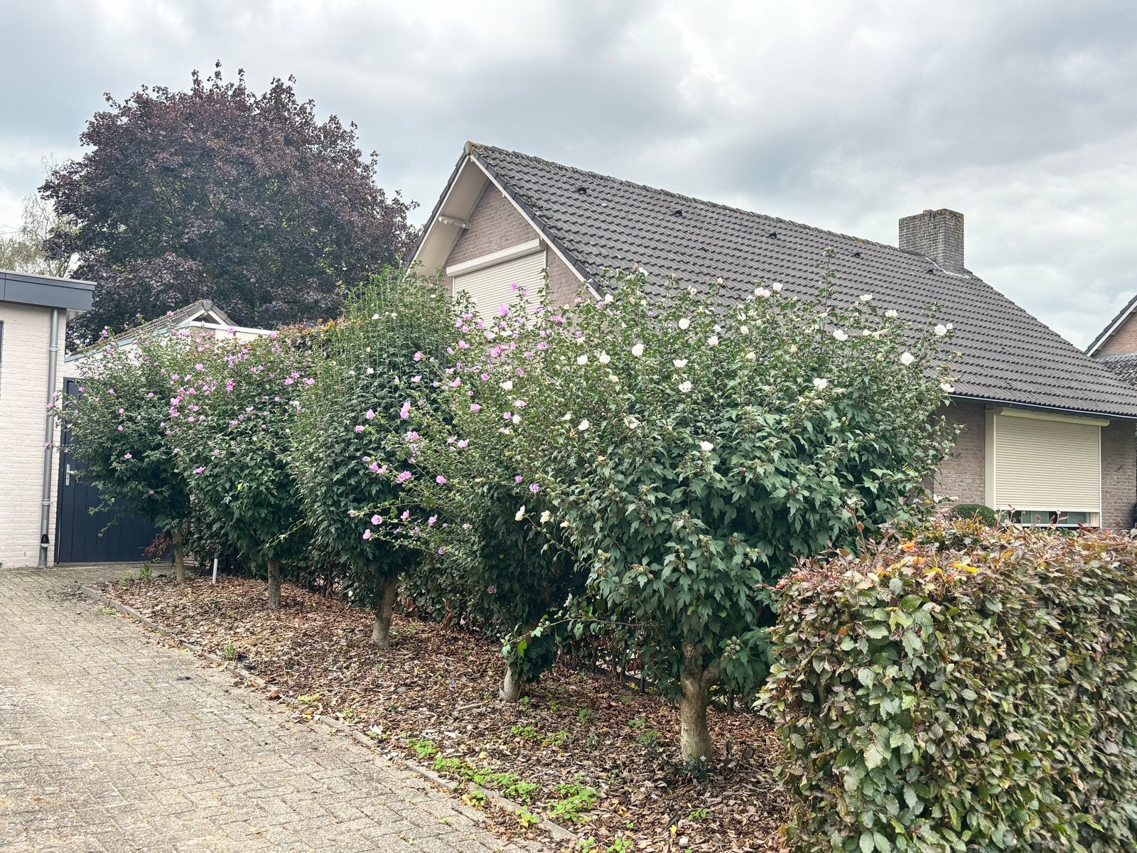 Hibiscus op stam / Stamroos 5 stuks, Tuin en Terras, Volle zon, Vaste plant, Zomer, Ophalen