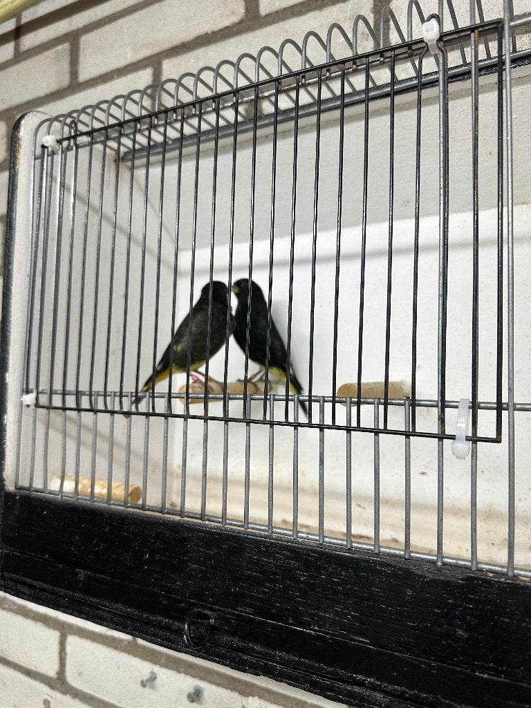 Zwarte sijzen, Meerdere dieren