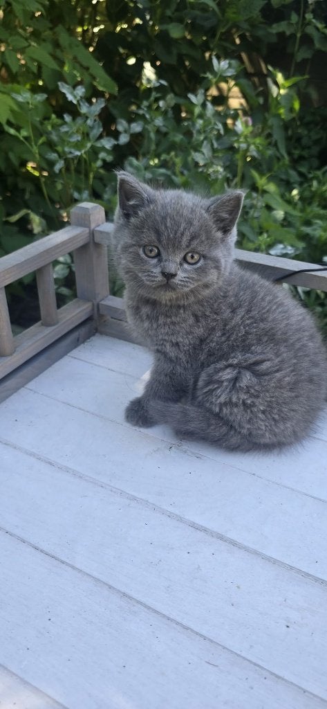 3 Schitterende Britse Korthaar kittens, Dieren en Toebehoren, Katten en Kittens | Raskatten | Korthaar, Meerdere dieren, Gechipt