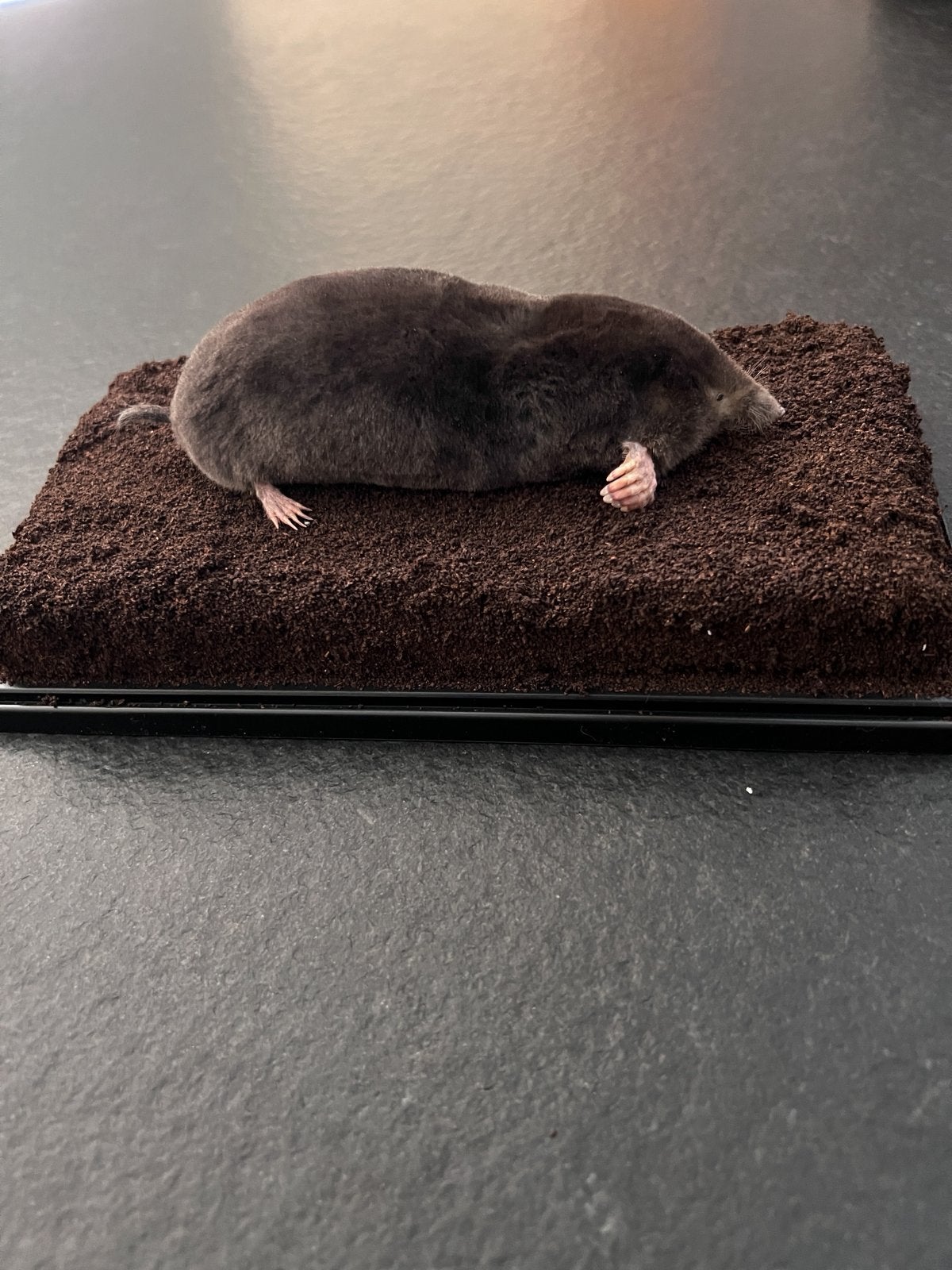 Opgezette zwarte mol incl stolp vitrine, Ophalen, Nieuw, Wild dier, Opgezet dier
