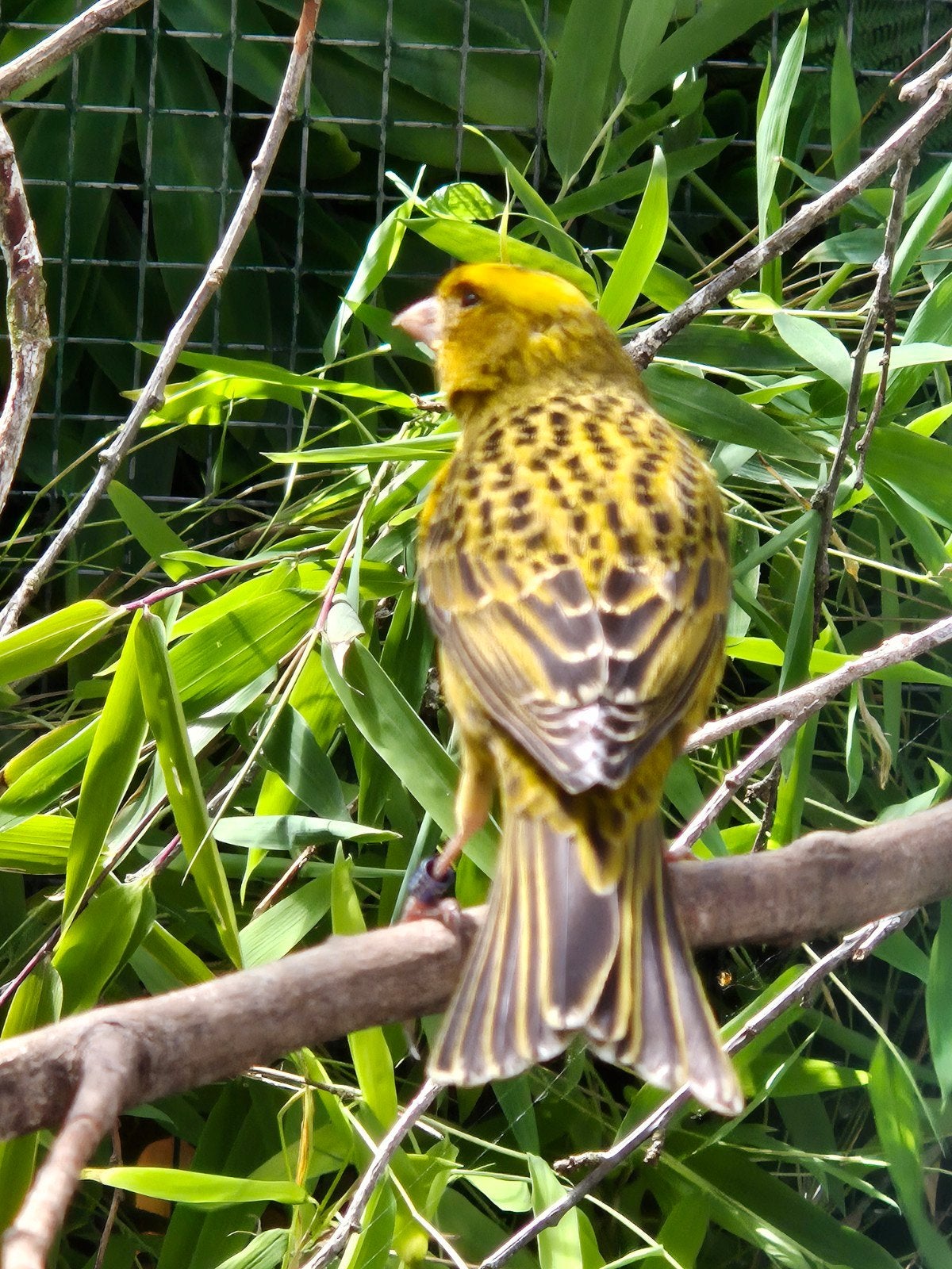 Geel lizard, Dieren en Toebehoren, Vogels | Kanaries, Mannelijk, Kleurkanarie