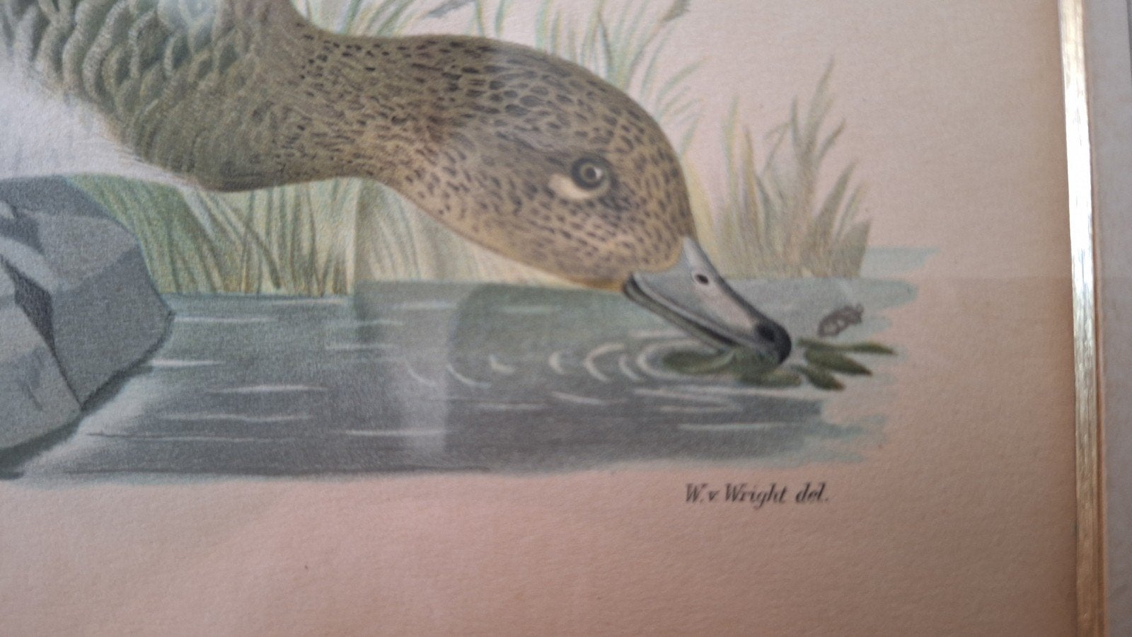 Antieke prent van een eend, gesigneerd W.v. Wright, Ophalen of Verzenden, Prent, Gesigneerd