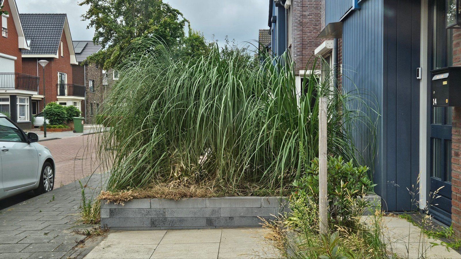 Groot (roze) Pampas 3x, Ophalen, Siergrassen, Volle zon