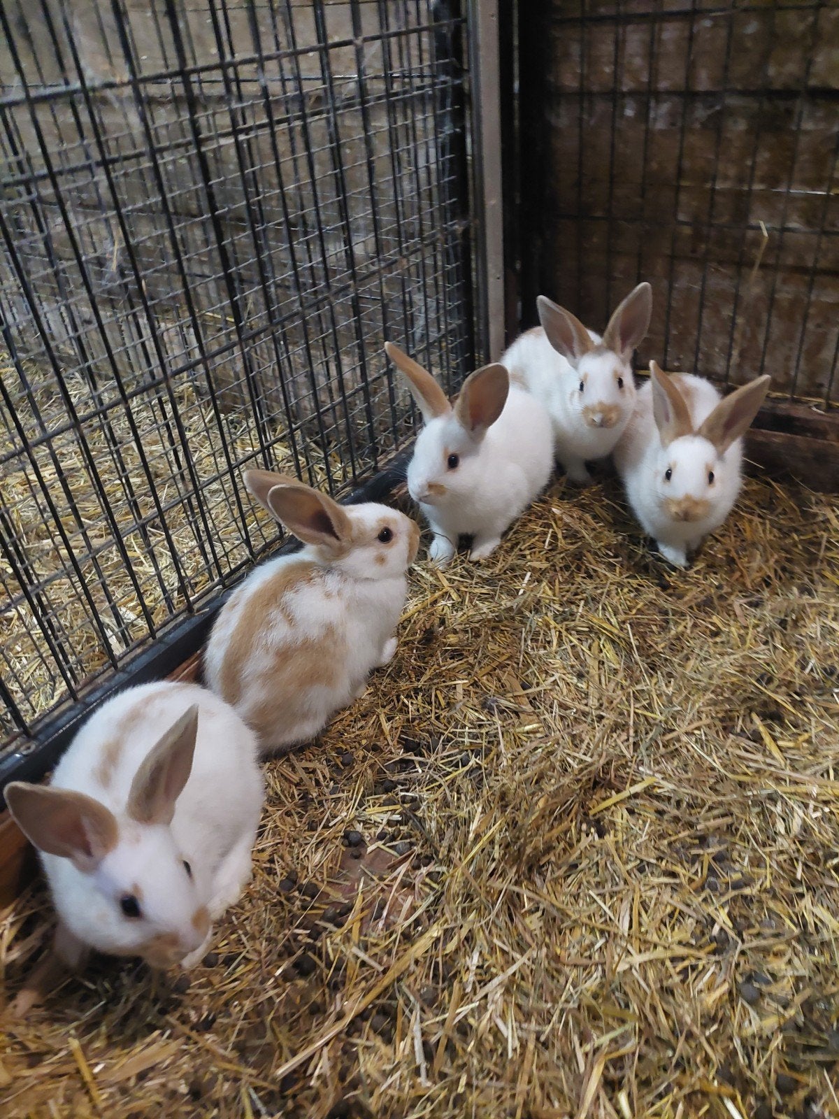 6 jonge konijnen met moeder, Dieren en Toebehoren, Meerdere dieren, Klein, 0 tot 2 jaar
