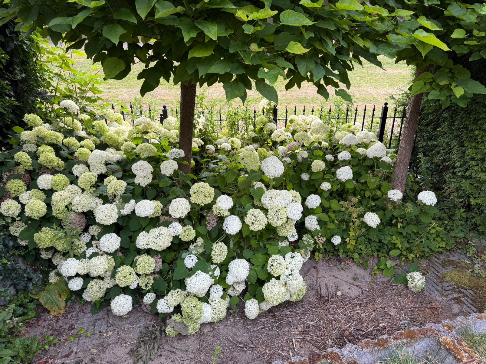 Hydrangea gratis af te halen, Ophalen, Vaste plant, Overige soorten, Halfschaduw