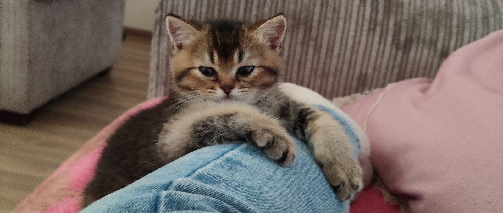 Britse korthaar kittens 1 katertje en 1 poesje, Dieren en Toebehoren, Poes, 0 tot 2 jaar