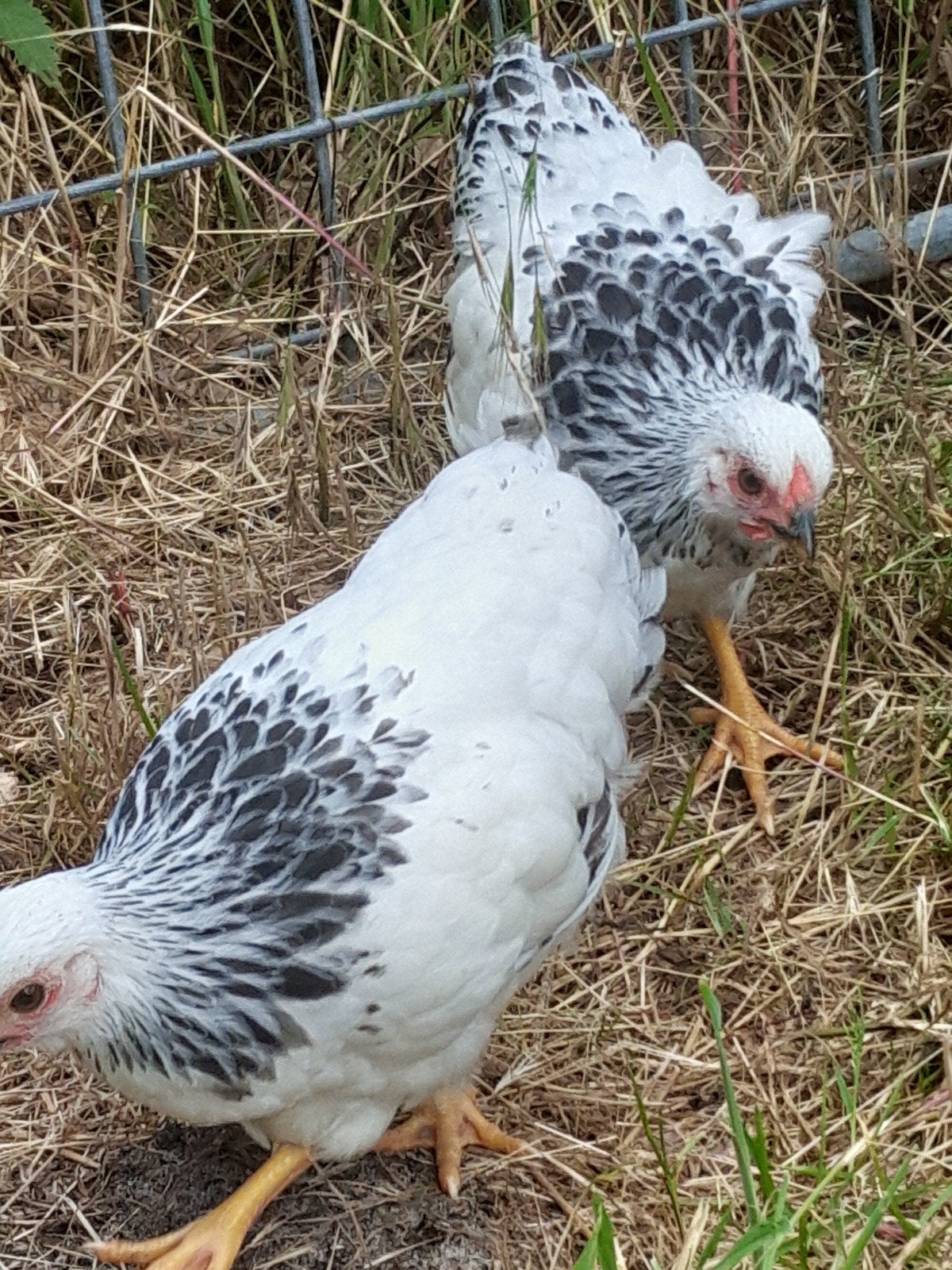 Wyandotte kriel hennetjes columbia., Vrouwelijk, Kip