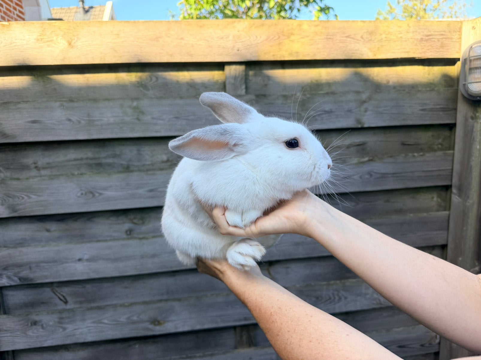 Te koop. Mooi wit konijn. (Mannetje)., Dieren en Toebehoren, Mannelijk, Middelgroot, 0 tot 2 jaar