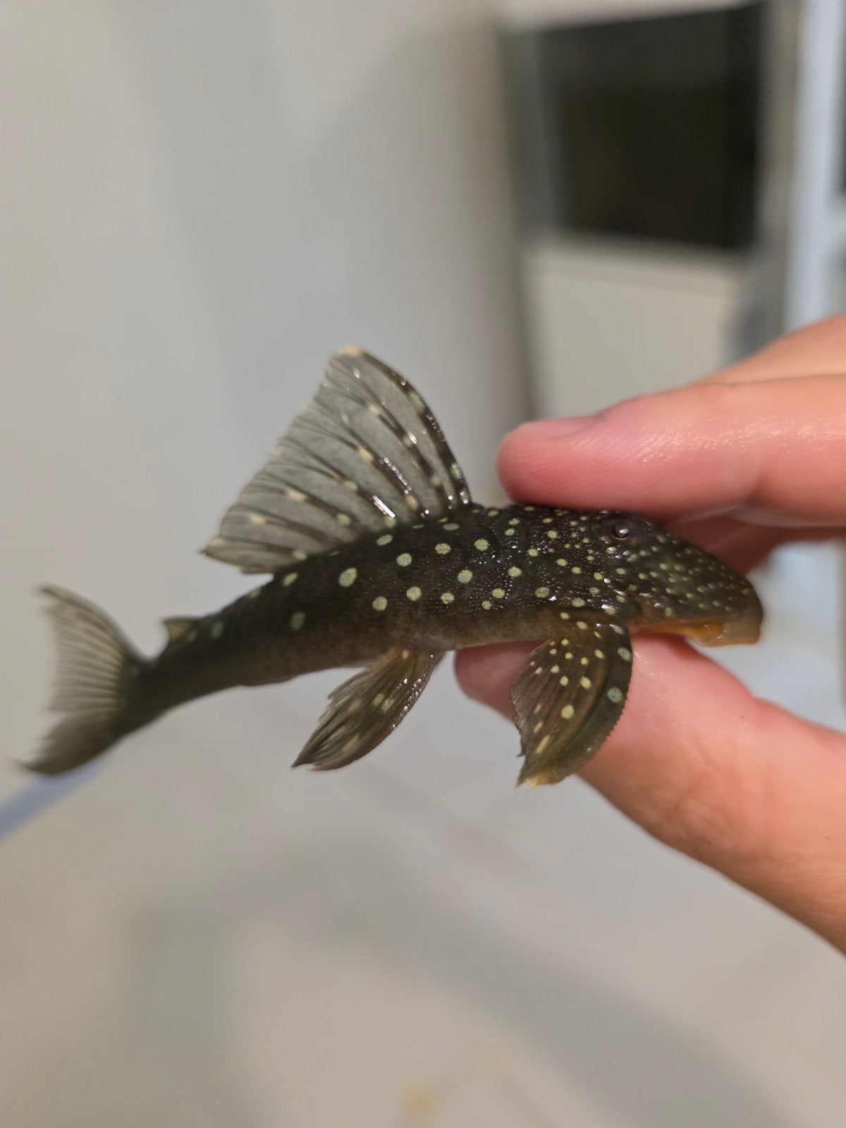 l128 Blue Phantom pleco l nummer, Dieren en Toebehoren, Vis