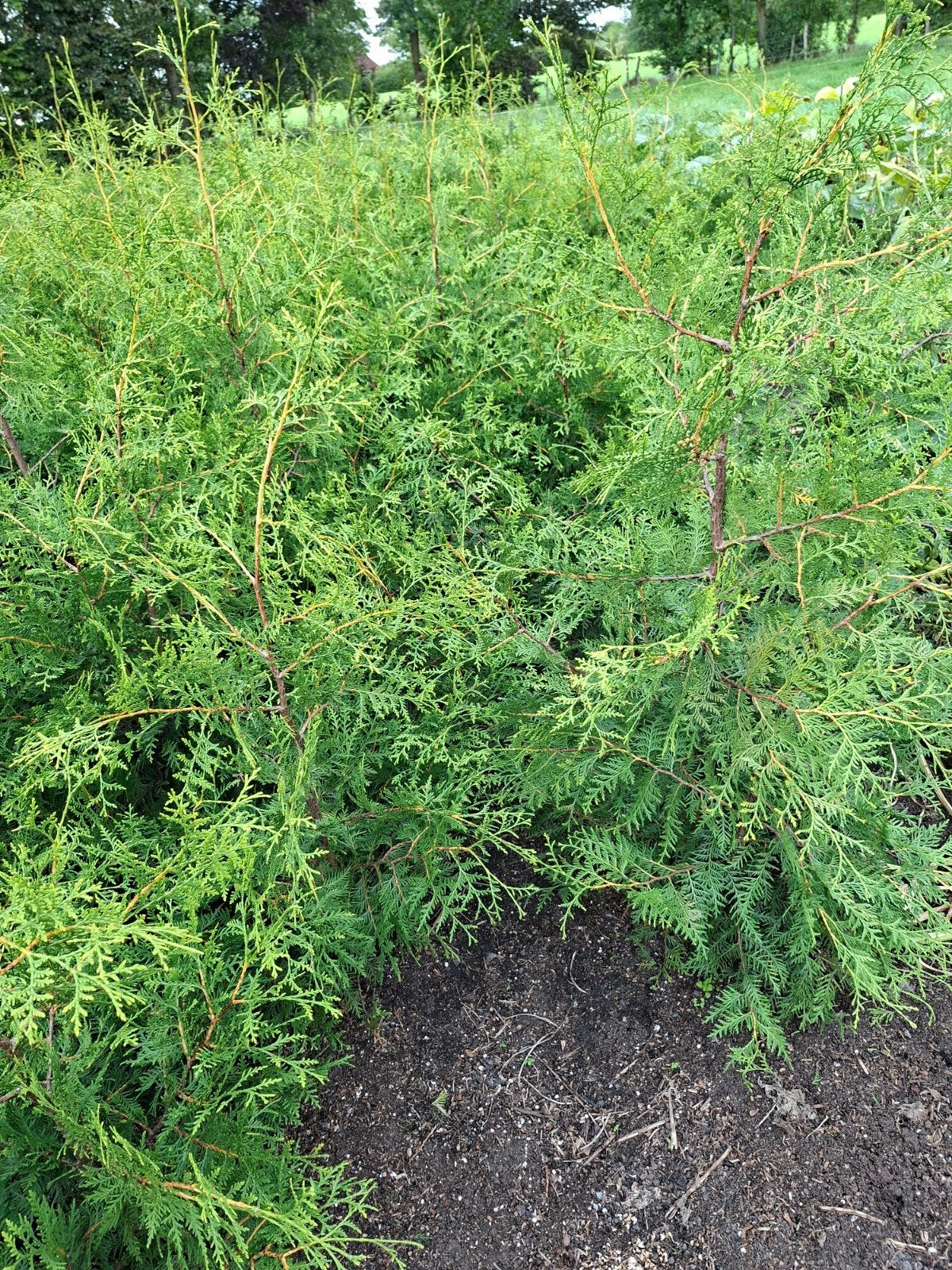 Coniferen Thuja Brabant, Volle zon, Vaste plant, Bloeit niet, Ophalen