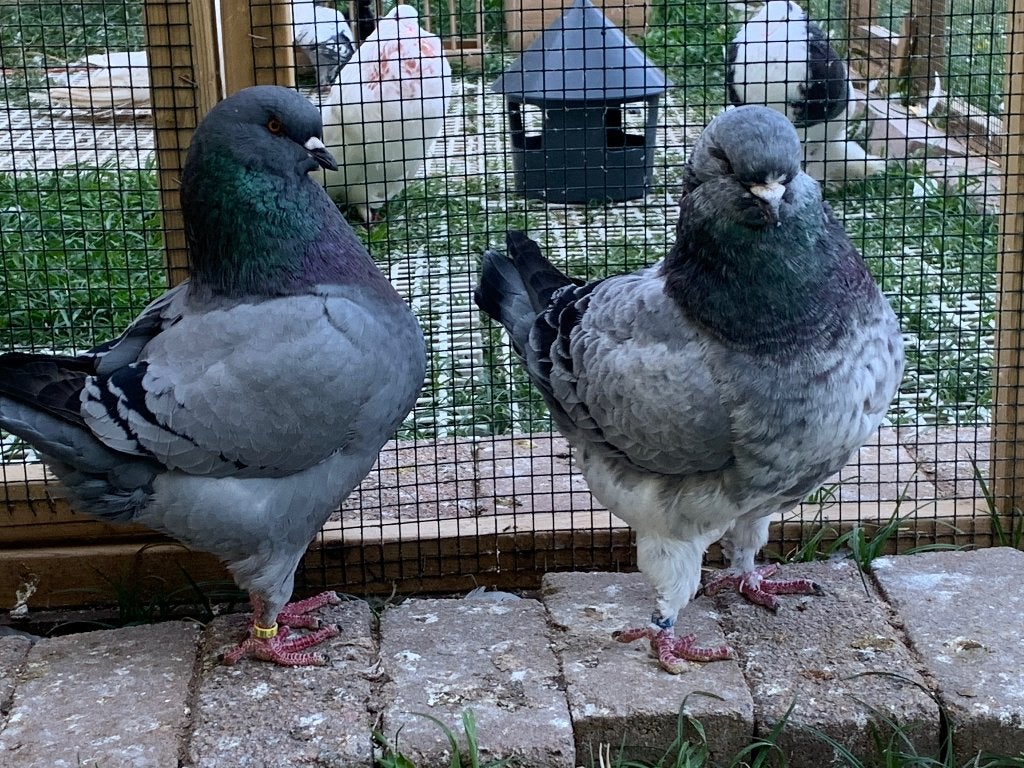 Mooi koppel king duiven, Meerdere dieren, Overige soorten